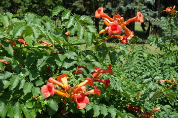 Inflorescences in the leafage of Campsis radicans in mid July