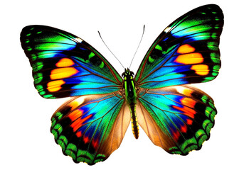 Obraz premium Butterfly with transparent png background