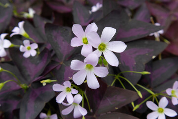 Close up of beautiful purple Oxalis triangularis flower commonly called false shamrock