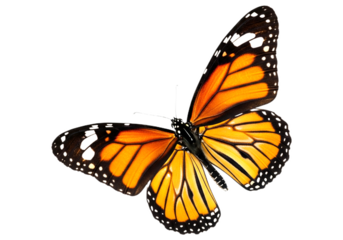 Butterfly with transparent png  background