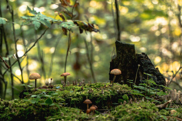 Forest floor with small mushrooms growing on mossy tree stump, natural woodland background with soft light and bokeh, macro close-up of wild fungi in autumn