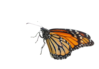Butterfly with transparent png  background
