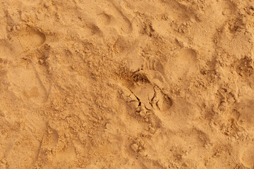 A sandy surface shows various animal tracks and patterns, indicating recent movement. The sun shines down, creating textures, while a peaceful landscape surrounds the area