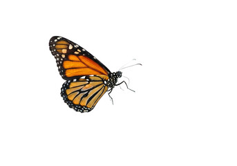 Naklejka premium Butterfly with transparent png background