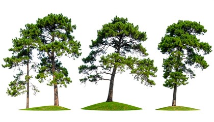 Three pine trees on grassy mounds