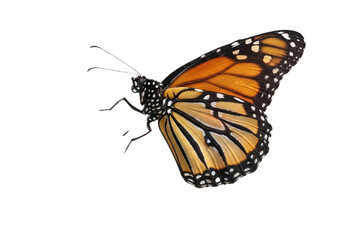 Butterfly with transparent png  background
