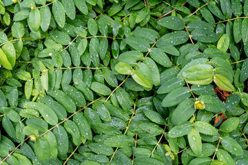 drops on a leaf after rain