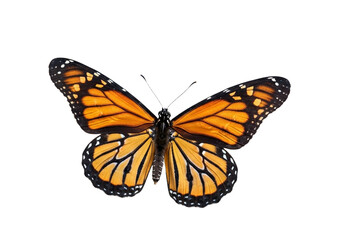 Butterfly with transparent png  background
