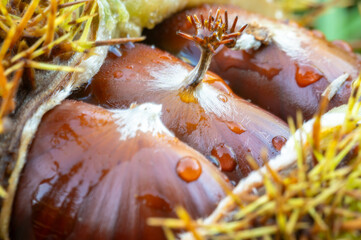 Close-up view of a chestnut still in its shell.
