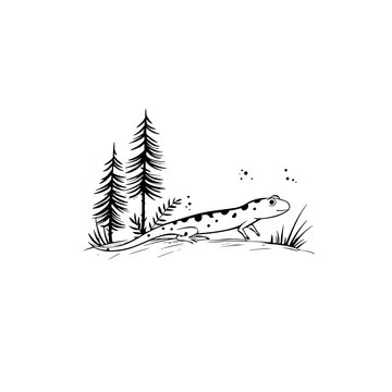 black and white salamander in forest clip art preview