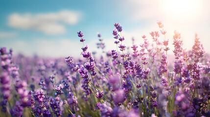 Blooming lavender field bathed in warm sunlight with a blurred background showcasing a serene blue sky and delicate white clouds, creating a vibrant and calming nature scene, ideal for evoking... © sungedi
