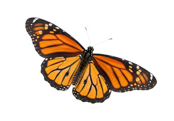 Obraz premium Butterfly with transparent png background