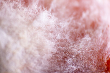 Fototapeta premium White mold growth on rotten apple surface