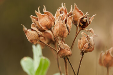 Frutos secos de la Jara blanca o Estepa blanca (Cistus albidus) en oto&ntilde;o, Alcoy, Espa&ntilde;a