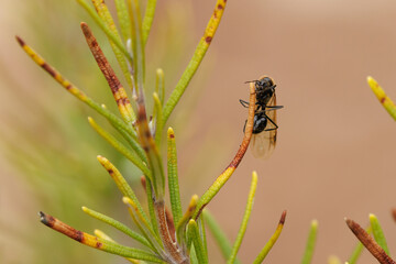 Hormiga voladora en planta de romero, Alcoy, España