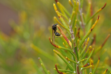 Hormiga voladora en planta de romero, Alcoy, España
