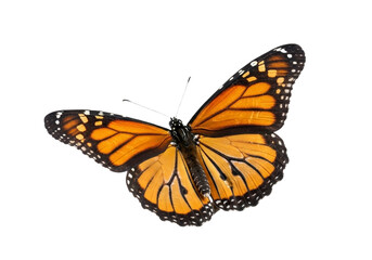Obraz premium Butterfly with transparent png background