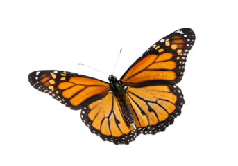 Butterfly with transparent png  background