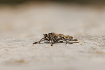 Detalles de mosca asesina asilidae con bokeh posada en una roca, Alcoy, España