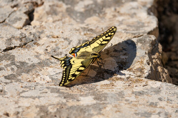 Mariposa Papilio machaon posada en una roca, Alcoy, España