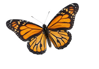 Obraz premium Butterfly with transparent png background