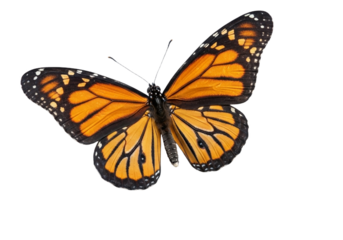 Butterfly with transparent png  background