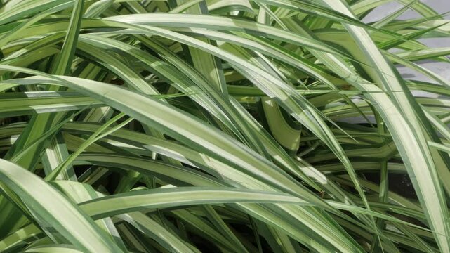 Vibrant Green Leaves - Close-up Nature Photography