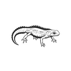 Fototapeta premium Black and White Illustration of a Lizard.