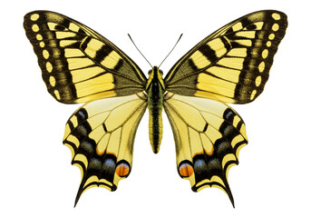 Naklejka premium Butterfly with transparent png background