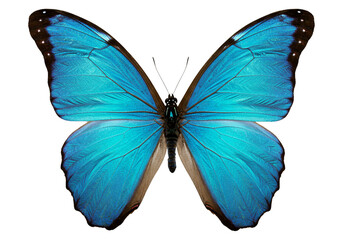 Obraz premium Butterfly with transparent png background