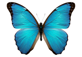 Butterfly with transparent png  background