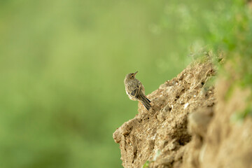 Tiny Bird Sitting on Ground Ledge in Nature