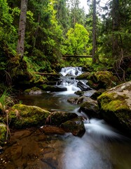 Forest river landscape