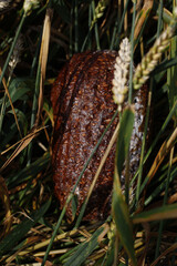 A loaf of bread rests amidst a field of wheat, blending nature and nourishment.