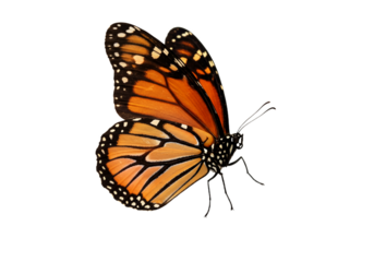 Butterfly with transparent png  background