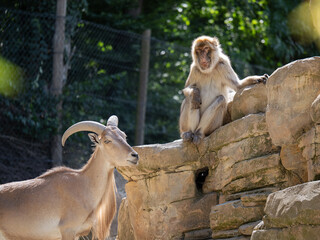 Mountain Brown Goat and Monkey Amidst the Rocks