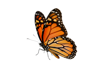 Butterfly with transparent png  background