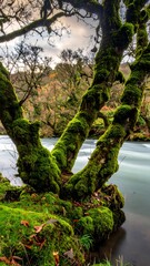 Gnarled mossy tree by a flowing river in autumn