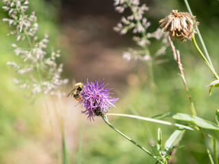 Bee on a Purple Wildflower Gathering Nectar
