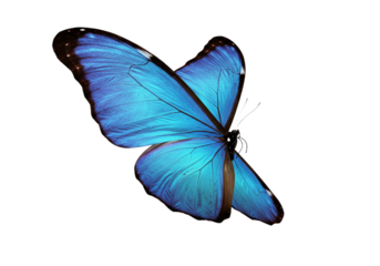Butterfly with transparent png  background