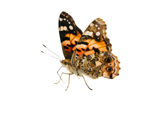 Butterfly with transparent png  background