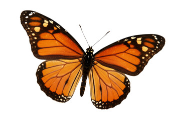 Fototapeta premium Butterfly with transparent png background