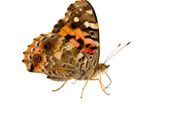 Butterfly with transparent png  background