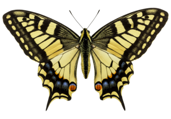 Butterfly with transparent png  background