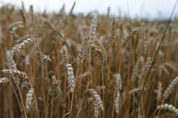 Fototapeta premium Wheat field in the countryside