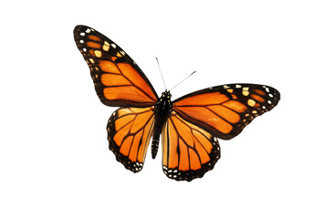 Naklejka premium Butterfly with transparent png background