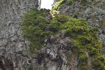 It is a moss on the tree.
