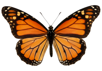 Butterfly with transparent png  background
