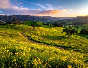 Grassy hills with flowers at sunset