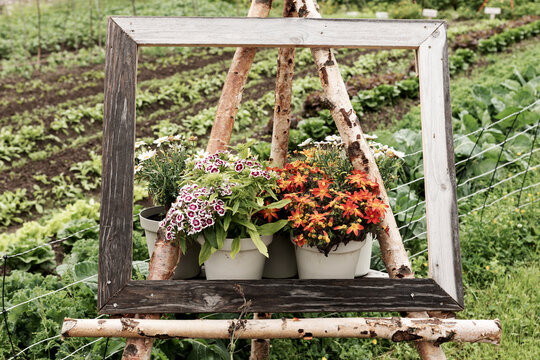 Picture frames with flowers in the garden